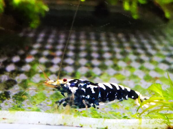 GALAXY BLACK - 1.0 CM - Image 3